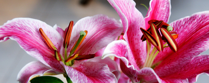 百合種球不發(fā)芽怎么辦