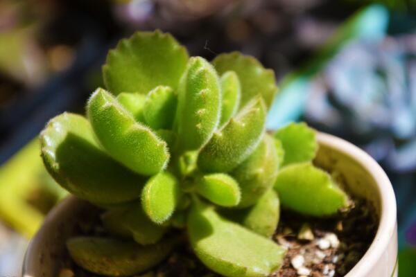 熊童子怎么養(yǎng)得肥厚，以下要點是熊童子生長的關(guān)鍵