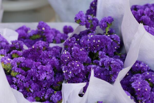 薰衣草花語和象征意義，象征著愛情與友情