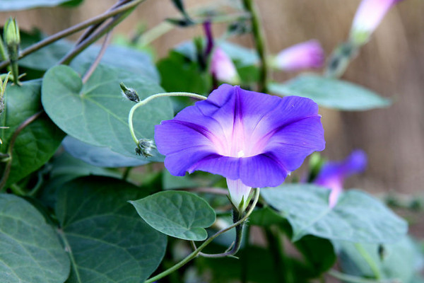 牽?；ㄔ趺捶乐雇介L(zhǎng)與腐爛