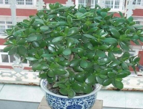 植物燕子掌有毒嗎，無(wú)毒與有毒需待進(jìn)一步科學(xué)考證(證據(jù)不足)