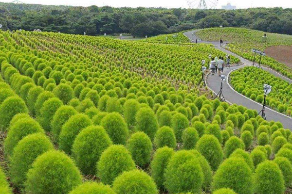 風滾草是掃帚苗嗎