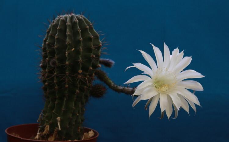 仙人掌的用途，電腦工作者的福音