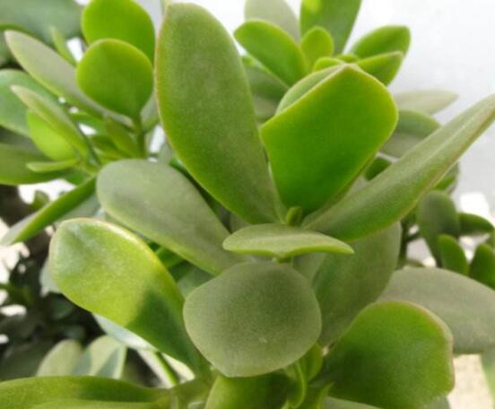 燕子掌掉葉子怎么辦，老農(nóng)教你三種最直觀解決方法