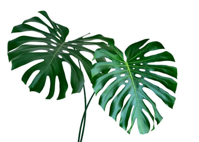 盆栽龜背竹的養(yǎng)殖方法，生長(zhǎng)所需的4個(gè)方面要點(diǎn)