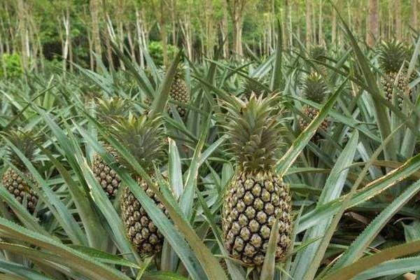 鴻運當頭和鳳梨的區(qū)別