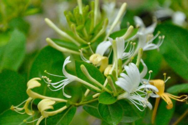 金銀花扦插方法和時間