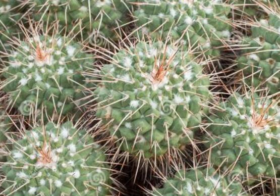 好看的仙人掌圖片欣賞，純天然氧吧，釋放氧氣