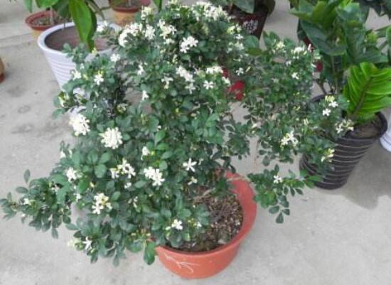 九里香盆栽的養(yǎng)殖方法，老農(nóng)總結五點最實用的養(yǎng)殖方法