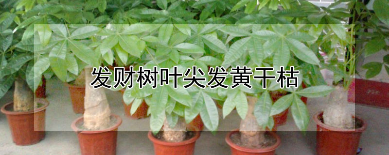 發(fā)財(cái)樹葉尖發(fā)黃干枯