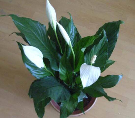 一帆風順的品種有哪些，一帆風順花品種圖片大全