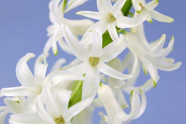 風(fēng)信子的花語和寓意