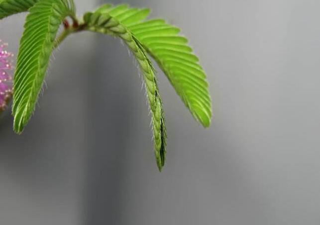 含羞草夏天能播種嗎，不能種/只能在春秋兩季栽種