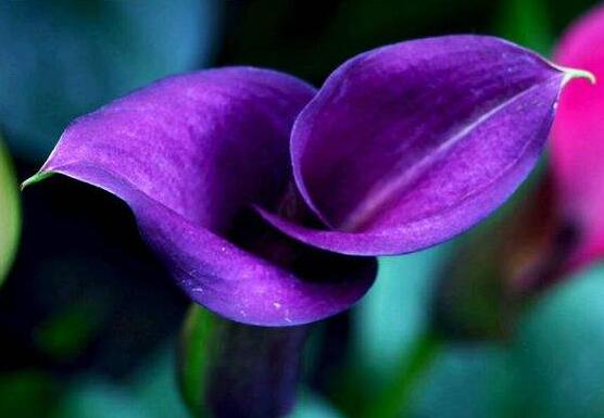 紫色馬蹄蓮花語是什么，代表著一種單純的愛