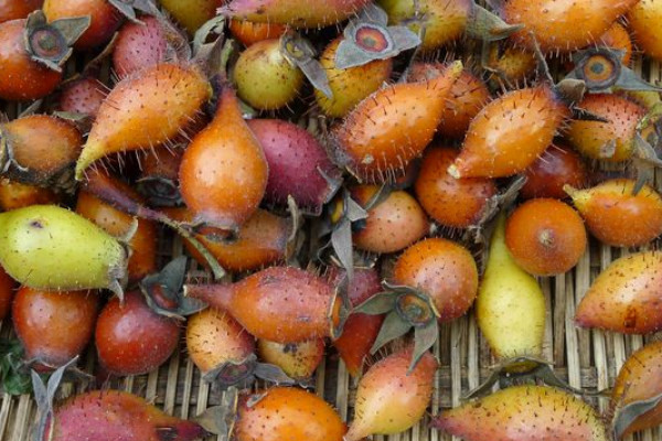 沒(méi)成熟的金櫻子有毒嗎