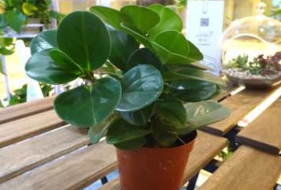 碧玉怎么養(yǎng)才能瘋長，做好這六點可生長得盆盆爆滿