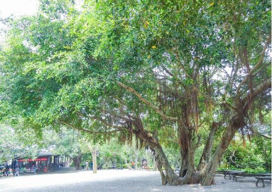 家里為什么不能養(yǎng)榕樹，養(yǎng)榕樹真的不吉利嗎