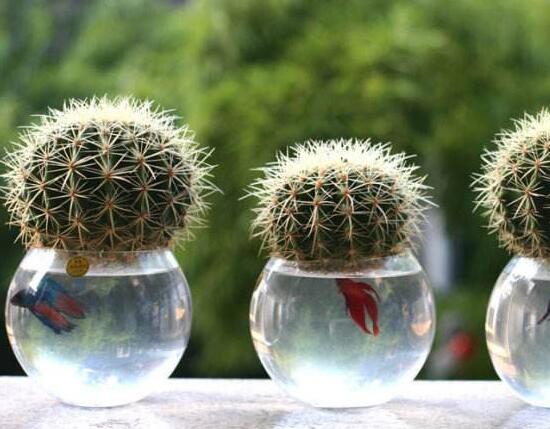 仙人球能治什么病，仙人球的作用與功效