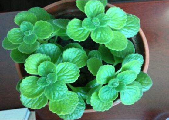 碰碰香夏天怎么養(yǎng)，做好四個(gè)要點(diǎn)便可安然度夏