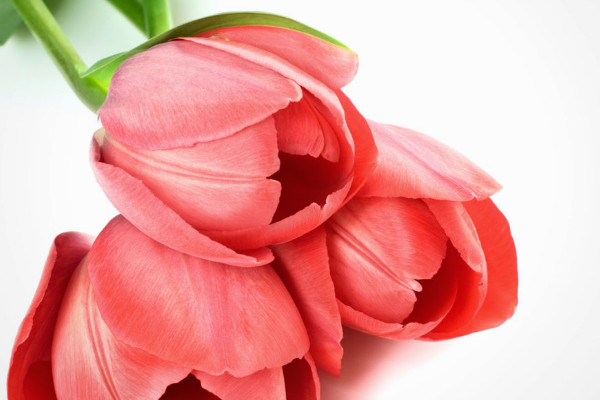 郁金香根爛了怎么補(bǔ)救