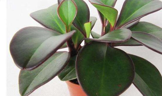 紫邊碧玉的養(yǎng)殖方法，老農(nóng)總結(jié)的七個基本方法