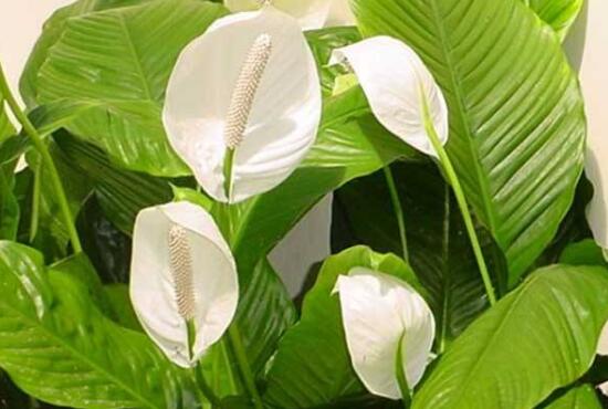 一帆風(fēng)順有什么作用，一帆風(fēng)順的作用功效