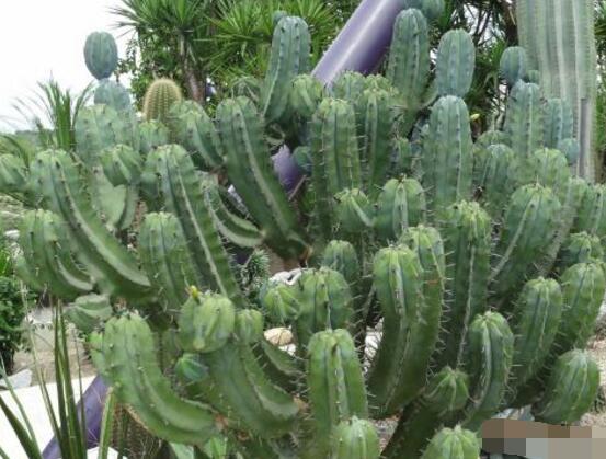 好看的仙人掌圖片欣賞，純天然氧吧，釋放氧氣