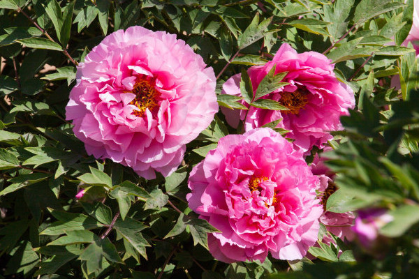 春節(jié)盆栽牡丹開(kāi)花后怎么管理