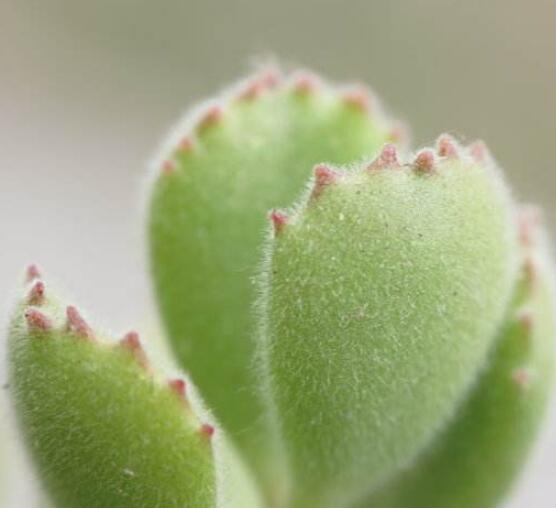 熊童子和白熊的區(qū)別，老農(nóng)總結(jié)最直觀兩種分辨方法