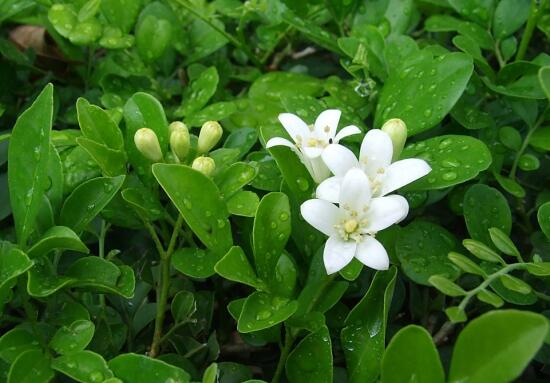 九里香葉子為什么發(fā)黃，九里香葉子發(fā)黃怎么辦