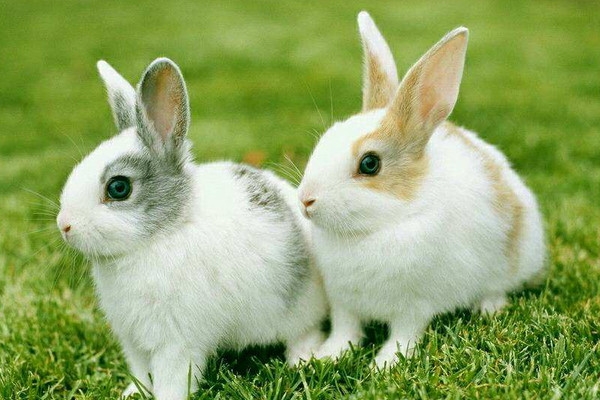 兔子養(yǎng)多久才會(huì)認(rèn)主人