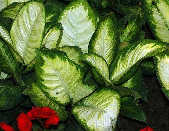 萬(wàn)年青種類(lèi)及圖片大全，盤(pán)點(diǎn)做好看的六大種類(lèi)