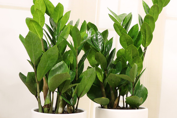 金錢樹(shù)能用樹(shù)葉培植嗎