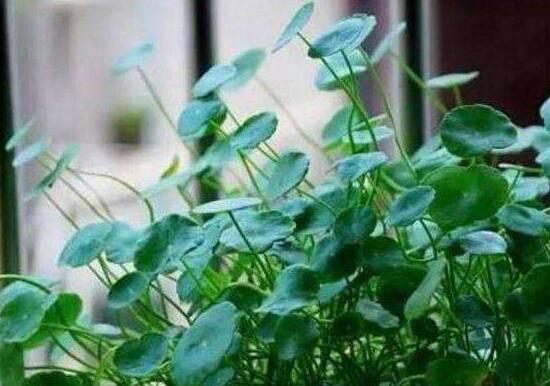 土培銅錢草怎么養(yǎng)，掌握八點(diǎn)因素就可以爆盆了（適合新手）