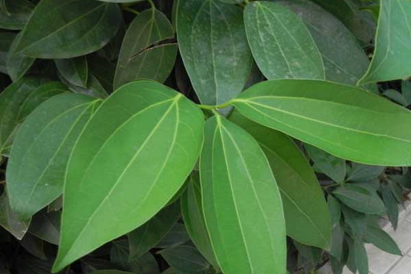 平安樹葉子下垂怎么辦，做好排水工作處理爛根