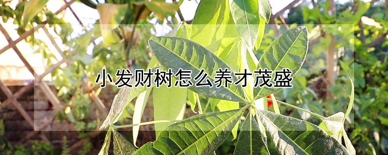 小發(fā)財(cái)樹怎么養(yǎng)才茂盛