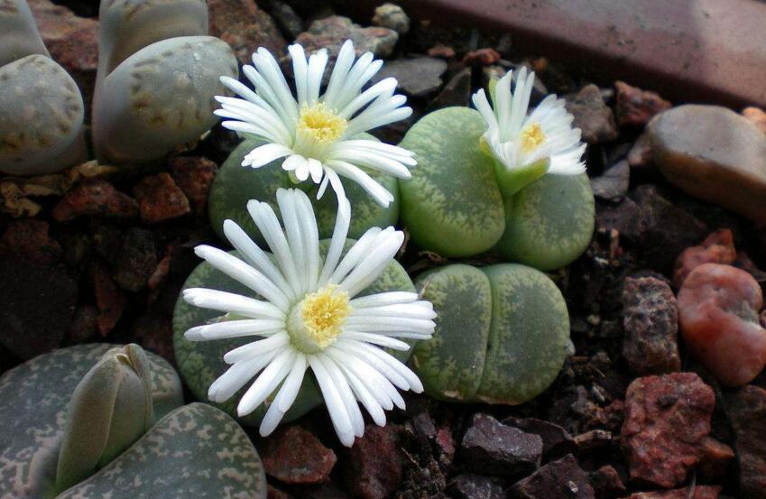 生石花用什么土最好，適宜的土壤配制