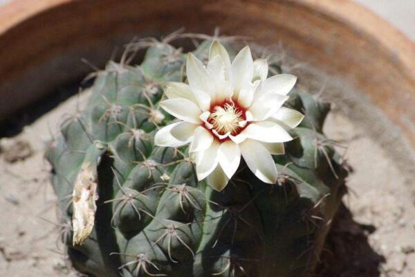 仙人球放在臥室好嗎，仙人球放臥室的5大好處