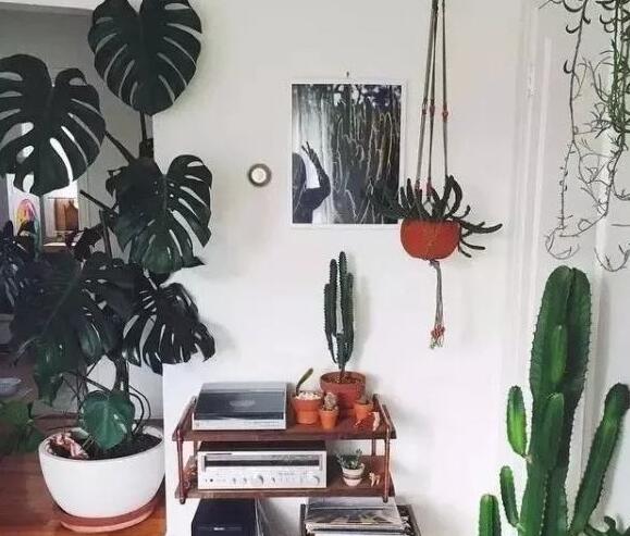 龜背竹放客廳風(fēng)水好嗎，對(duì)事業(yè)有助/對(duì)愛情有削弱的作用