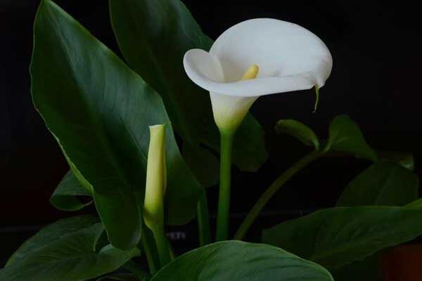 馬蹄蓮休眠期是什么時候，在盛夏和寒冬休眠