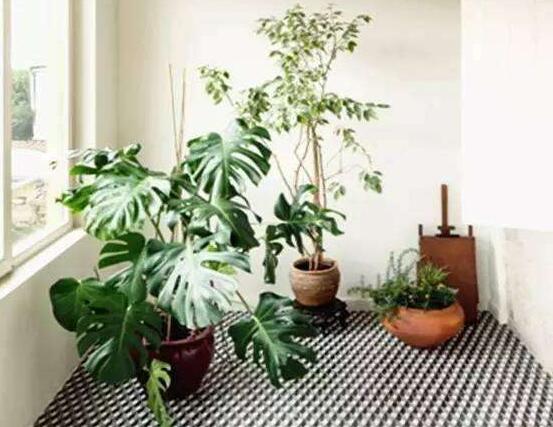 龜背竹吸甲醛嗎，能吸/可除去室內(nèi)90%甲醛