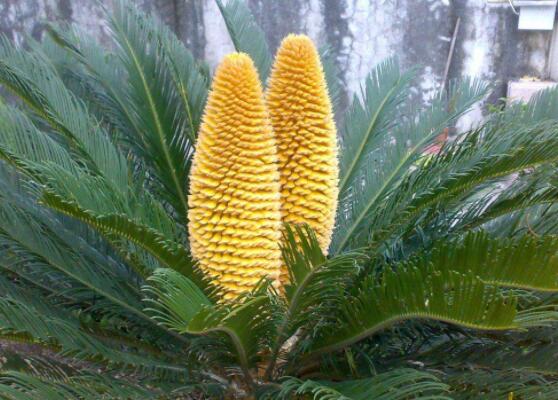 鐵樹開花是吉還是兇，預(yù)示生活美滿、大吉大利(吉兆)