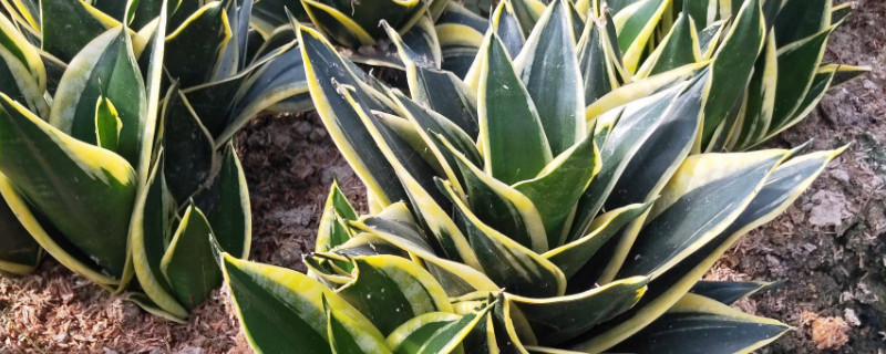 虎皮蘭金邊跟綠色區(qū)別