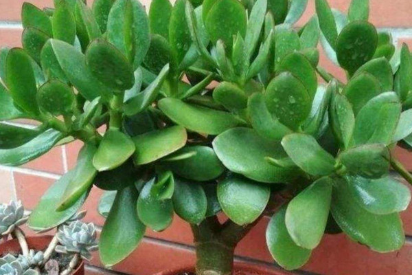 玉樹怎樣養(yǎng)成老樁