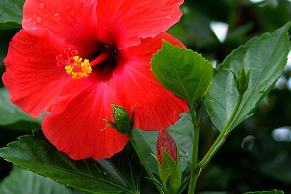 新買的扶?；ㄔ鯓泳徝? src="/nongchan/d/file/20201223/4jiidhtapjy.jpg" style="width: 600px; height: 400px;" / data-8brJ="i9DqjK"></p>
<p data-aIqW="F32MUc">
	新買的扶桑花緩苗期間定期進行施肥，在生長期間每半月施加一次腐熟稀薄餅肥水，每月增施一次0.1%尿素肥水加0.2%磷酸二氫鉀肥水。注意不可施加未經(jīng)腐熟的肥料，以免導(dǎo)致燒根現(xiàn)象。</p>
<p data-UuNS="EbKLuR">
	<strong data-wuIM="I7vSnN">三、光照</strong></p>
<p data-9geV="3ypawu">
	新買的扶桑花緩苗需要適量陽光照射，在養(yǎng)殖期間將其擺放在光照明亮的位置，這樣促進光合作用產(chǎn)生，利于幼葉幼根健康生長。若是光照比較強烈的時候，則就要適當遮陰，禁止長期暴曬現(xiàn)象發(fā)生。</p>
<p data-g5FE="ElH0ra">
	<strong data-ncFI="7zwkTg">四、溫度</strong></p>
<p data-OjNJ="aE1X4p">
	<img alt=