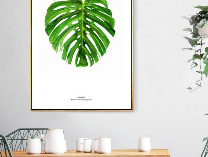 龜背竹多久澆一次水，不同的季節(jié)澆水的時間也不同