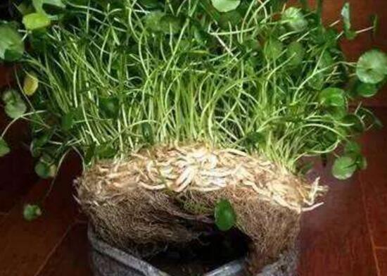 銅錢草爛根是什么原因，銅錢草爛根了怎么辦