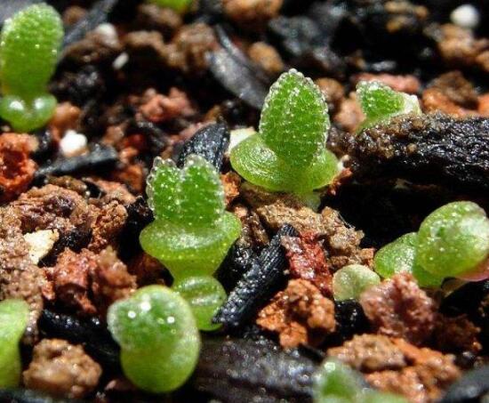 碧光環(huán)秋天怎么養(yǎng)，教你五點(diǎn)重要方法生長(zhǎng)碧綠