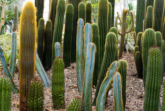 仙人掌沒根能活嗎，能活/傷口消毒晾干、重新移植上盆