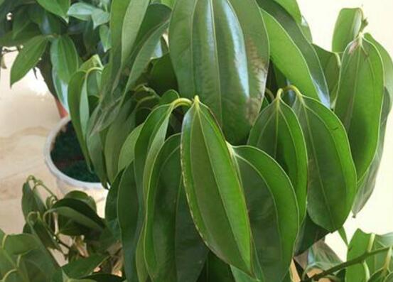 平安樹圖片大全，凈化空氣，矯正異味